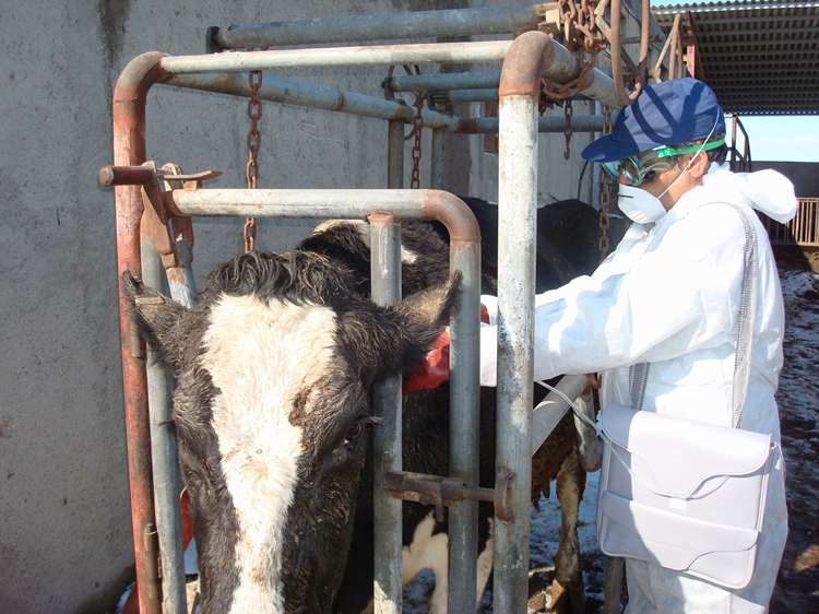 تزریق یک میلیون و ۸۰۰ هزار دز واکسن علیه بیماریهای دامی در ساوه انجام شد.